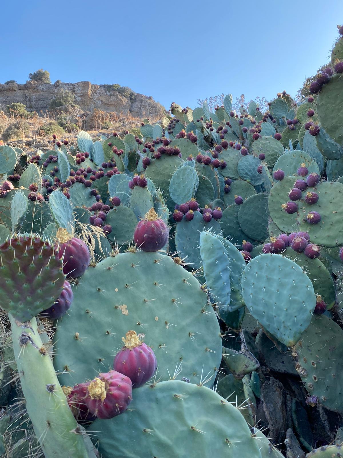 kaktus mit gelben stacheln Cleistocactus ipotanus SAMEN main image 1